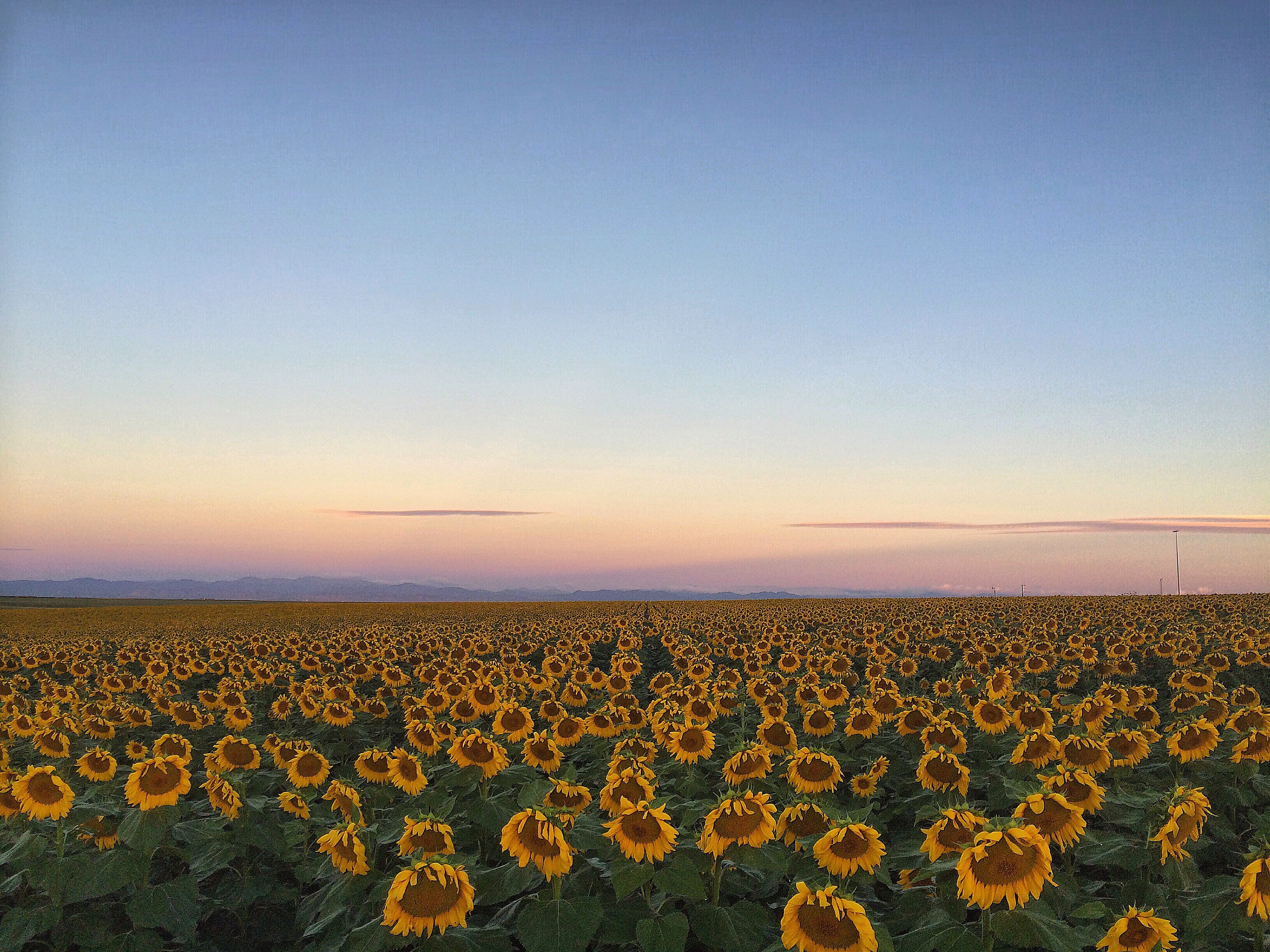 denver sunflowers vin farrell photography instagram